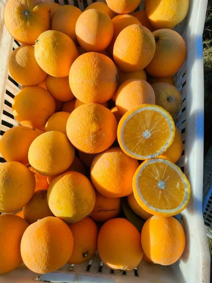 Export